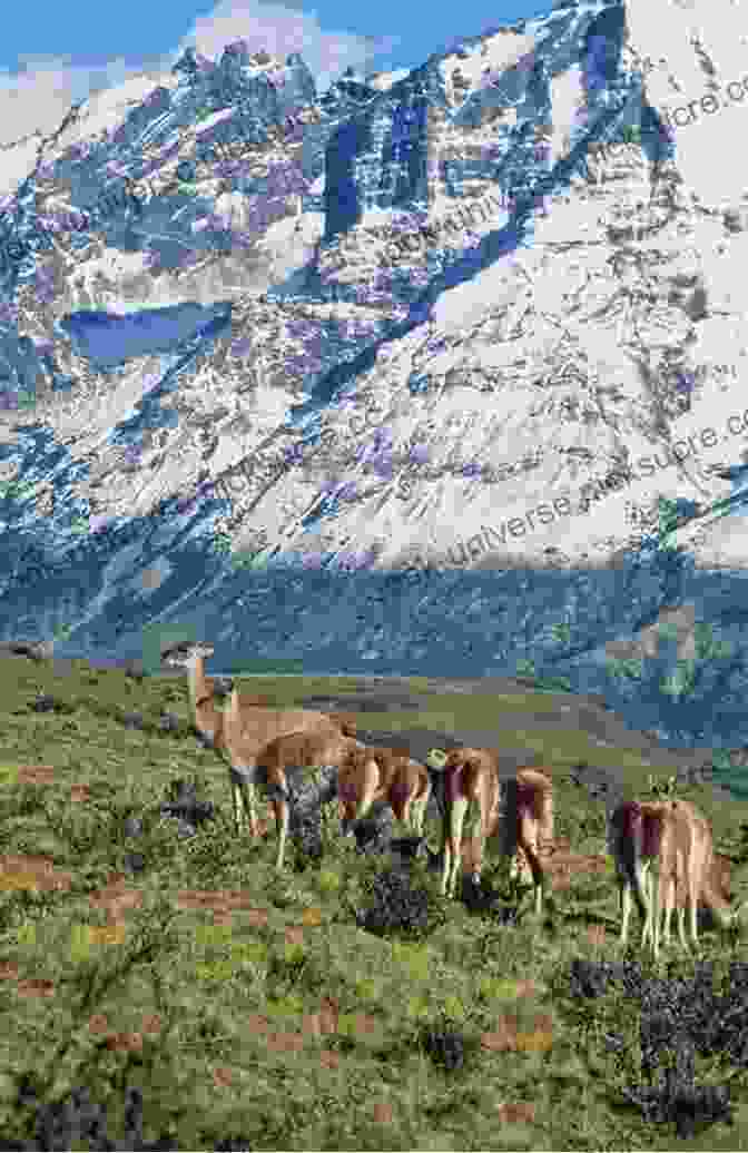 A Group Of Guanacos Grazing In The Patagonian Steppe. Beyond The Pampas: In Search Of Patagonia