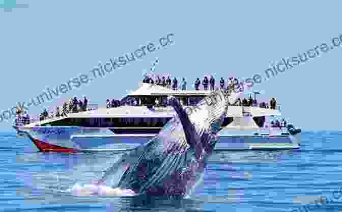 A Group Of Tourists On A Whale Watching Boat Observe A Pod Of Whales In Their Natural Habitat. Whale Watching Is A Popular Activity That Provides Opportunities To Witness The Beauty And Majesty Of These Magnificent Creatures. Whales Of The Southern Ocean: Biology Whaling And Perspectives Of Population Recovery (Advances In Polar Ecology 5)