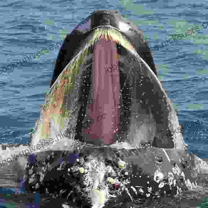 A Humpback Whale Rises From The Depths With Its Mouth Agape, Revealing The Intricate Folds Of Its Baleen Plates. The Whale Is Actively Filter Feeding, Using These Baleen Plates To Strain Krill From The Water. Whales Of The Southern Ocean: Biology Whaling And Perspectives Of Population Recovery (Advances In Polar Ecology 5)