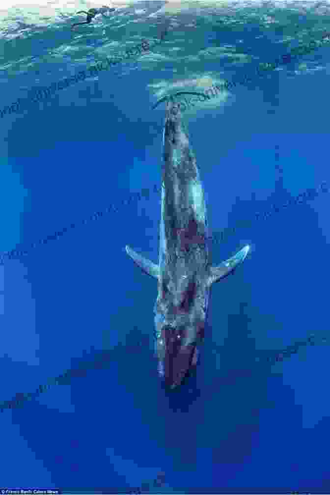 A Majestic Blue Whale Surfaces From The Deep, Its Massive Body Casting An Imposing Shadow Upon The Surrounding Waters. Whales Of The Southern Ocean: Biology Whaling And Perspectives Of Population Recovery (Advances In Polar Ecology 5)