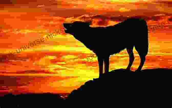 A Majestic Wolf Howling At Sunset, Symbolizing The Power And Wisdom Of These Creatures. The Wisdom Of Wolves: How Wolves Can Teach Us To Be More Human