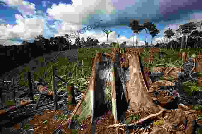 A Photo Of A Deforested Area In The Rainforest. The Mercenary Naturalist: The Tropical Adventures Of An Itinerant Ecologist