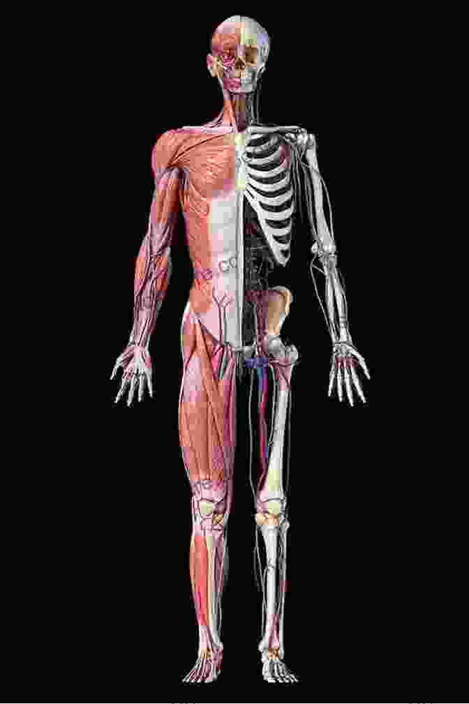A Photograph Of A Human Body, Viewed From The Front, With The Muscles And Bones Visible. Nine Ways Of Seeing A Body