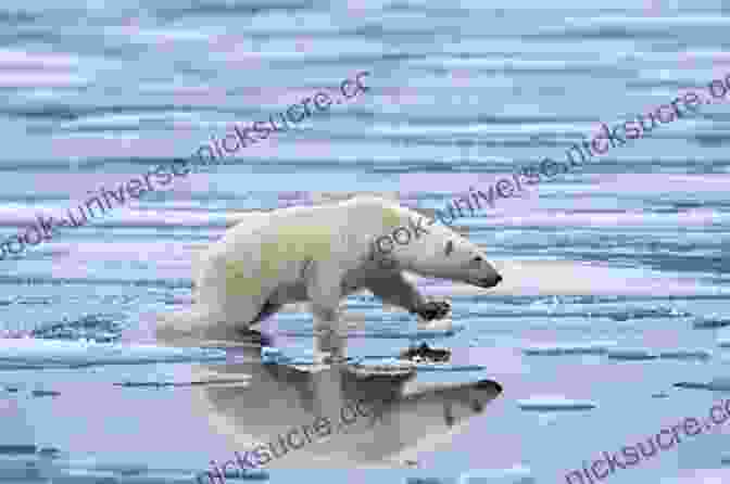A Polar Bear Standing On A Melting Ice Floe. Wildlife Dies Without Making A Sound