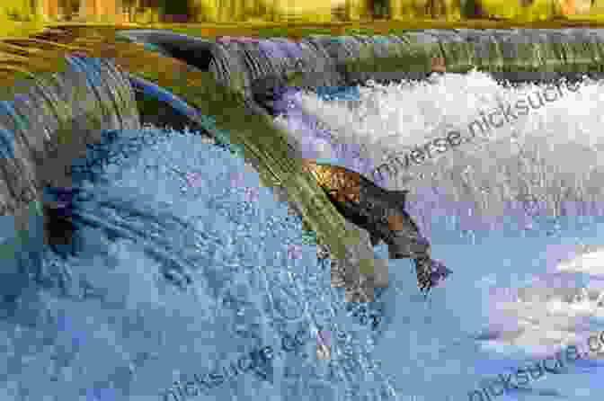 A School Of Salmon Leaping Up A Waterfall During The Annual Salmon Run. Where The Salmon Run: The Life And Legacy Of Bill Frank Jr