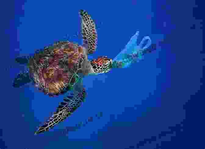 A Sea Turtle That Has Ingested Plastic Pollution. Wildlife Dies Without Making A Sound