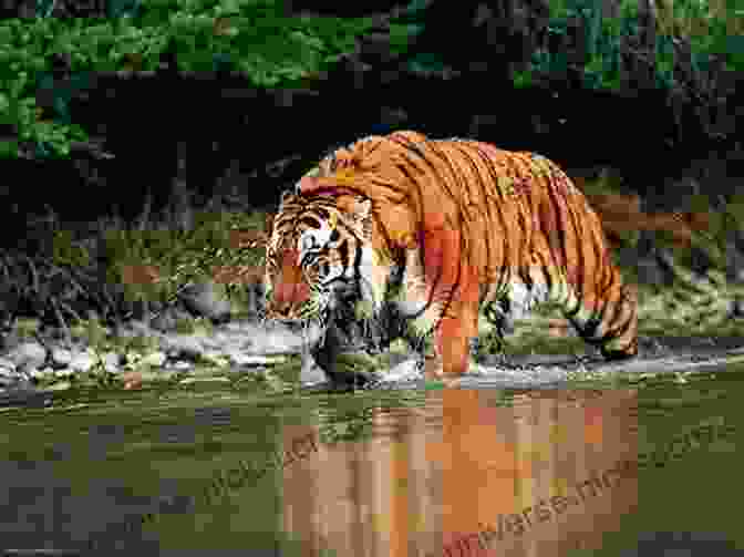 A Tiger Walks Through The Dense Sundarbans Forest, Its Stripes Providing Camouflage Among The Trees Of Tigers And Men Richard Ives