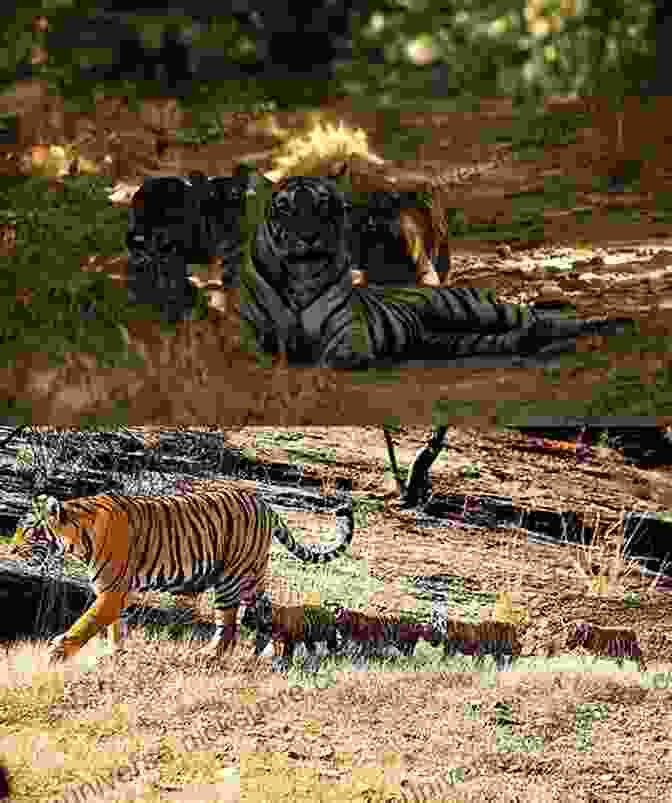 A Tigress Named Maya Nursing Her Cubs In Ranthambore National Park, India. The Fortunate Tiger And Other Close Encounters: Selected Writings