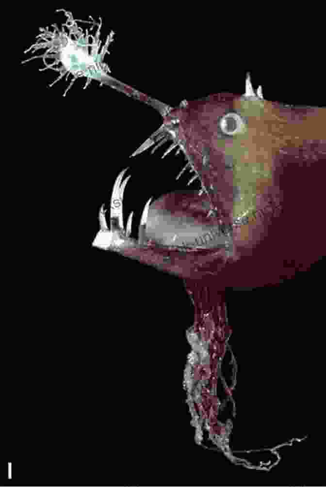 Abyssal Anglerfish With A Glowing Lure Attracting Prey In The Darkness Combat To Conservation: A Marine S Journey Through Darkness Into Nature S Light