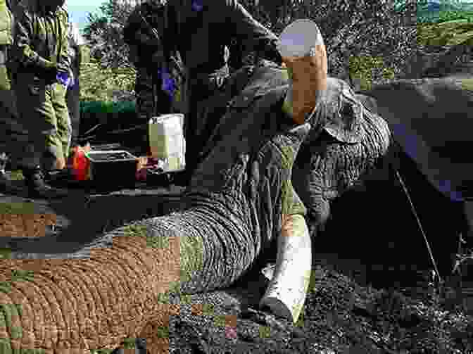 An Elephant That Has Been Killed By Poachers. Wildlife Dies Without Making A Sound