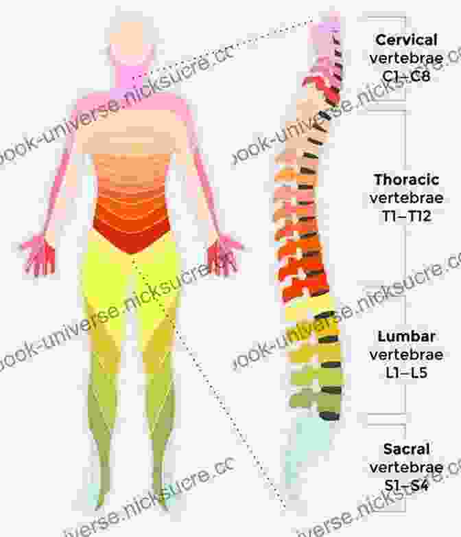 An Illustration Of The Human Spinal Cord, Highlighting The Area Of Injury (e.g., Cervical, Thoracic, Lumbar). When I Fell: How I Rerouted My Life And Found Strength In A Severed Spine