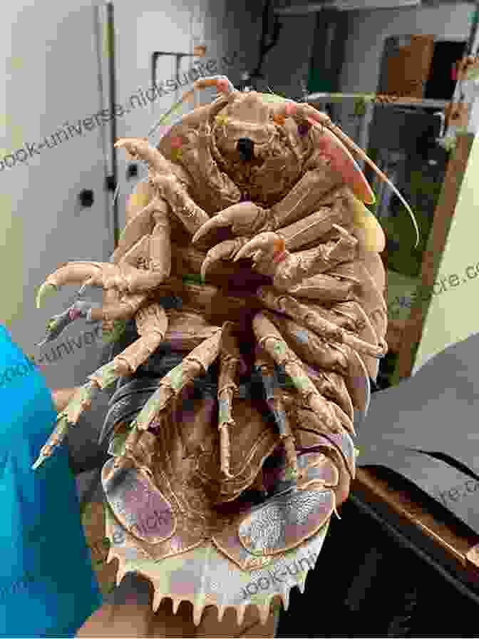 Giant Isopod With Its Large Antennae And Numerous Legs Adapted To Deep Sea Combat To Conservation: A Marine S Journey Through Darkness Into Nature S Light