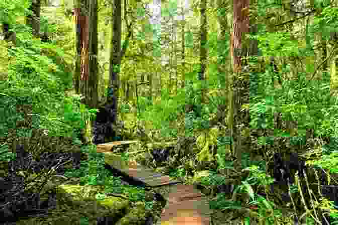 Hikers Trekking Through A Lush Rainforest On The British Columbia North Coast, Surrounded By Towering Trees And Vibrant Undergrowth. Gumboot Girls: Adventure Love Survival On British Columbia S North Coast