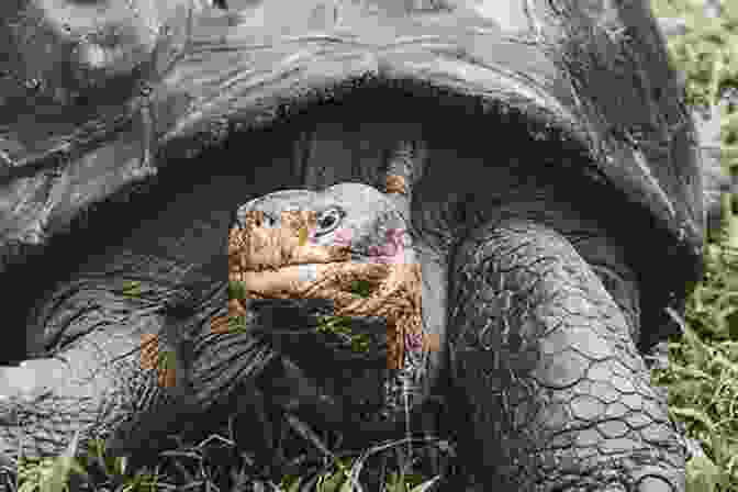 Karen Harmon Examining A Giant Tortoise In The Galapagos Islands Wanderings Of A Naturalist Karen Harmon