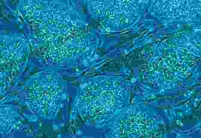 Stem Cells Under A Microscope Stem Cells: Scientific Facts And Fiction