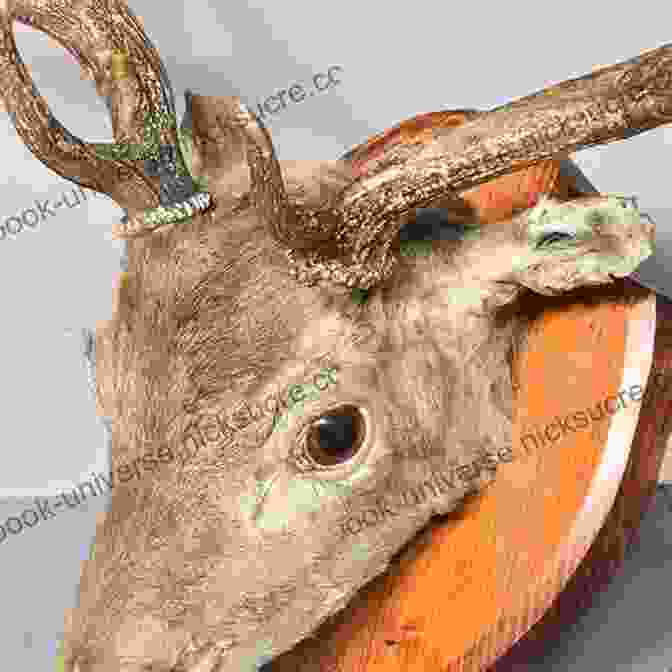 Taxidermist Preserving Deer Head Stuffed Animals: A Modern Guide To Taxidermy